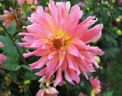 Dahlia ' BABY ROYAL '  (S.C.)  (no longer double)  West  UK  1930  Gilberts Dahlias, Romsey 2015  (David Brown)